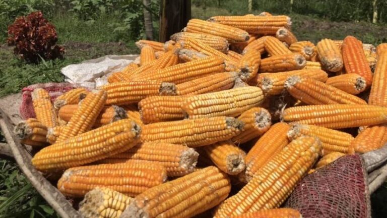 Cambios climáticos podrían estancar la siembra de cereales