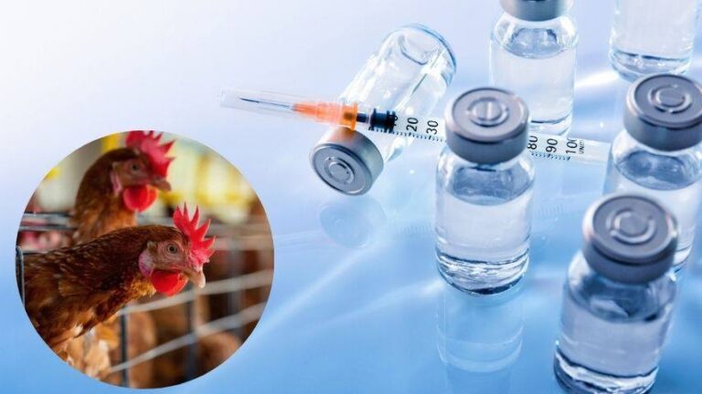 UE reservó dos vacunas por si se declara una pandemia de gripe aviar