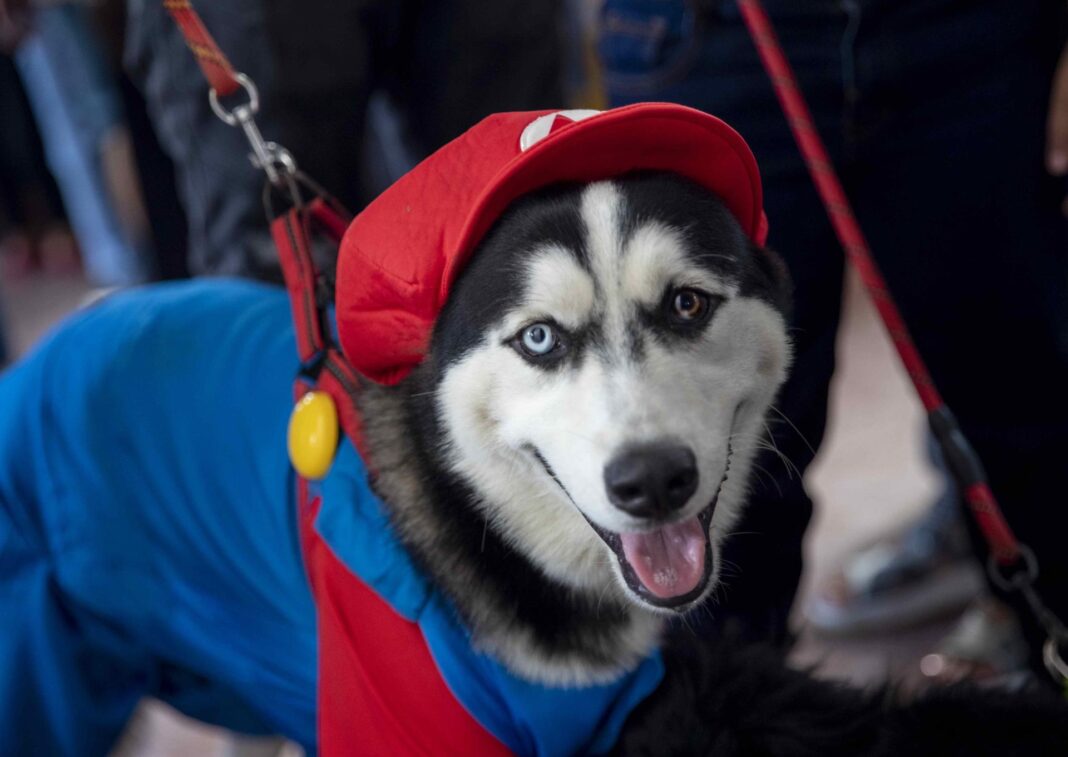 Perro disfrazado de Super Mario Bros