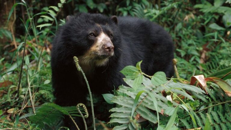 Autoridades larenses prometen proteger a oso frontino
