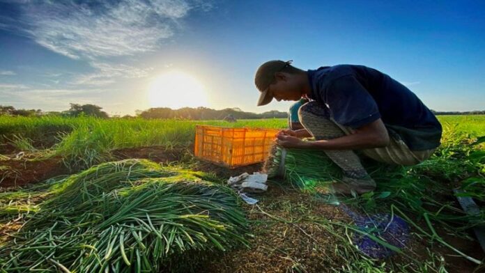 Productores agropecuarios en Guárico podría perder inversión de hasta 40%