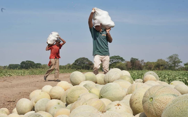 Más de 1.500 hectáreas se utilizan para producir melón en Guárico