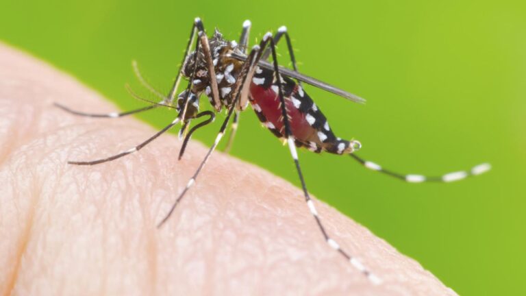 dengue en argentina