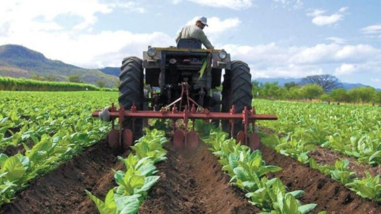 Sector agro-comercial de Portuguesa registra una mejoría por algunas inversiones