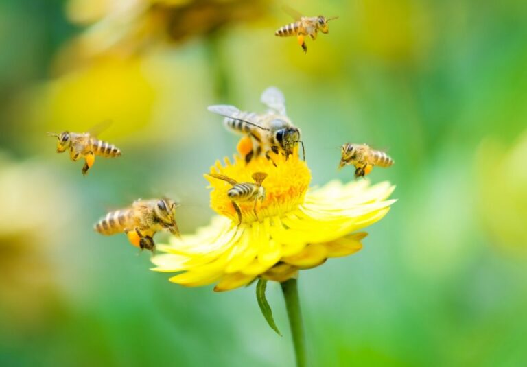 Apicultores invitan a proteger a las abejas del país