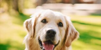 perro