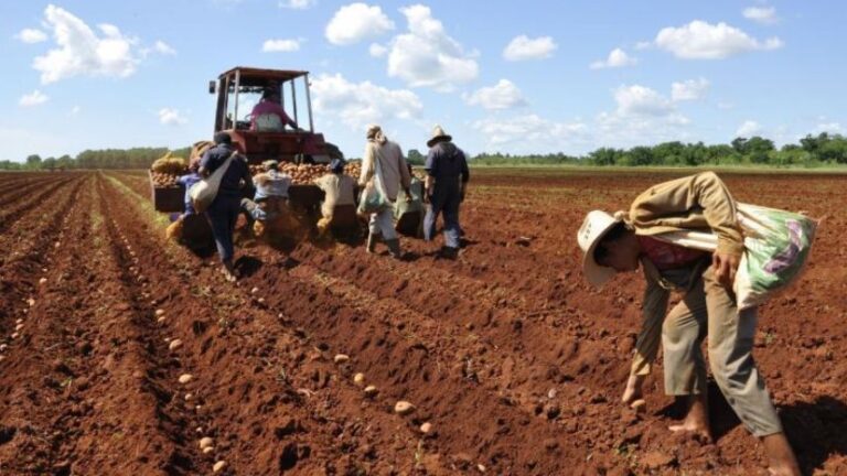 Diputado Álvarez: En la AN se diseña estrategias para dar respuesta a los productores