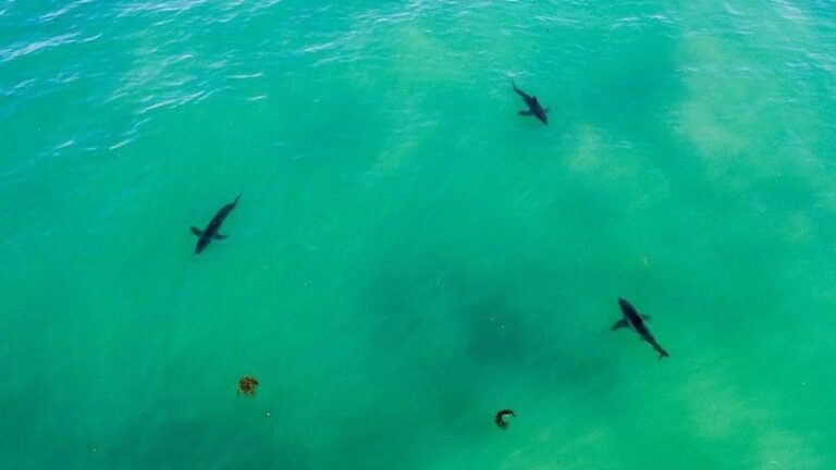 Al menos 60 drones van a vigilar las playas de NY ante la presencia de tiburones
