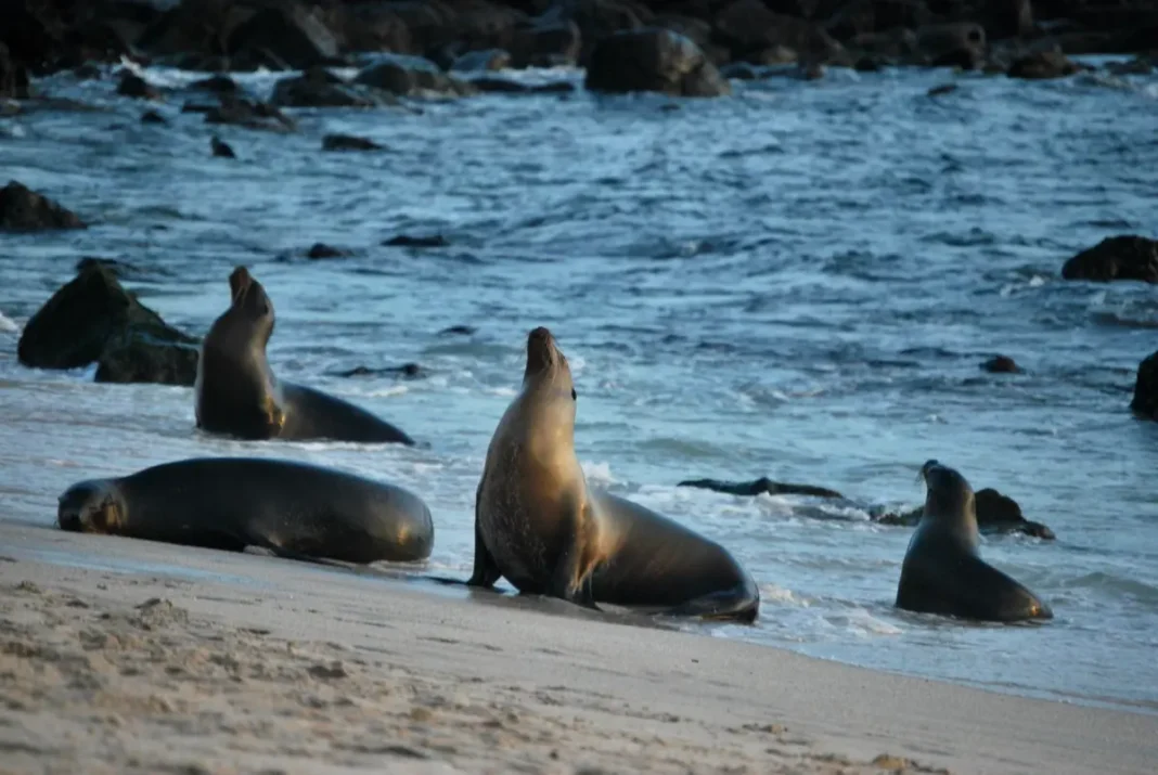 ISLAS GALÁPAGOS