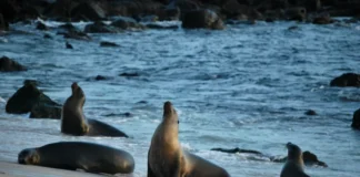 ISLAS GALÁPAGOS