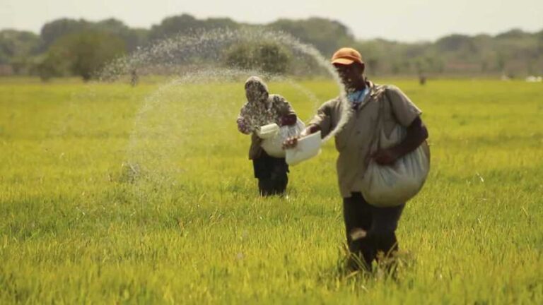 Fedearroz estima sembrar hasta 60 mil hectáreas este año