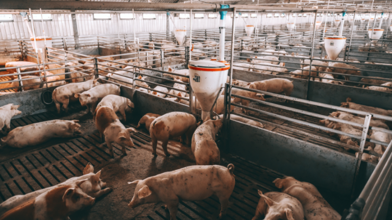 Producción de cerdos disminuyó 70% en Monagas