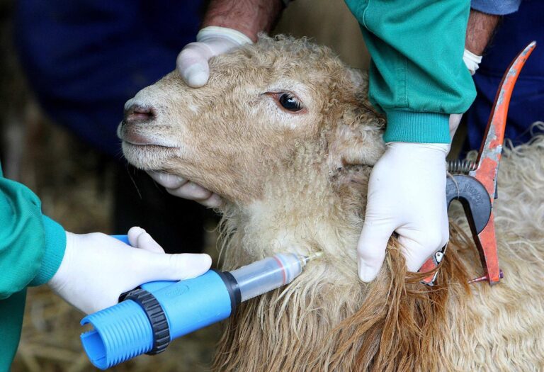 Veterinarios piden programa vacunal para evitar la fiebre aftosa