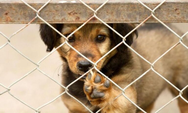 Piden operativo para traslado de más de 150 perros en Amazonas