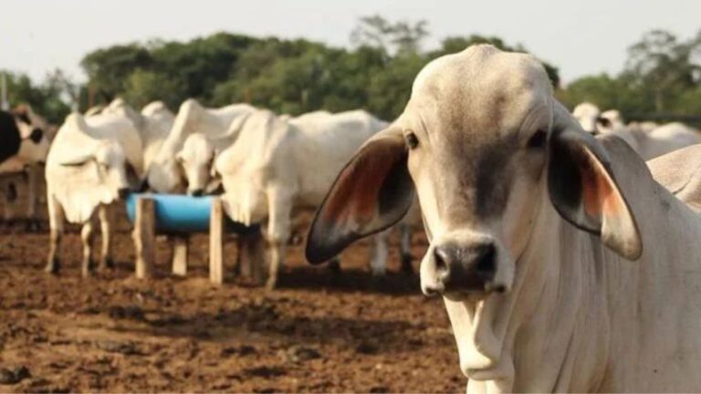 Fedenaga asegura que Barinas tiene capacidad para aumentar su producción