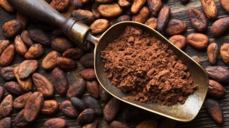 Asociación anuncia disminución en producción de cacao
