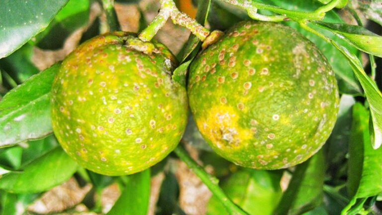 Fedeagro aboga por la importación de plantas resistentes al «dragón amarillo»