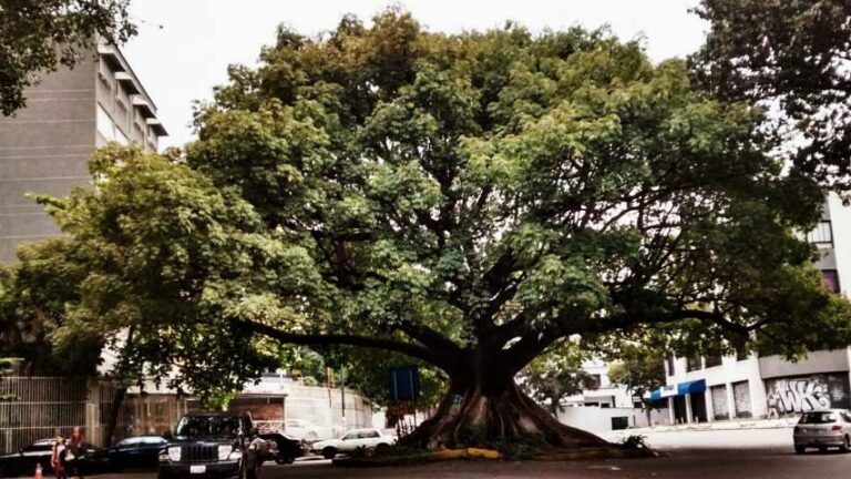 Bióloga explica los beneficios de tener árboles en la ciudad