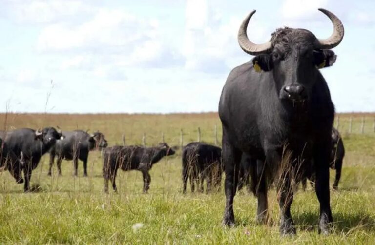 CriaBúfalos: 20% de carne que se consume es de búfalos