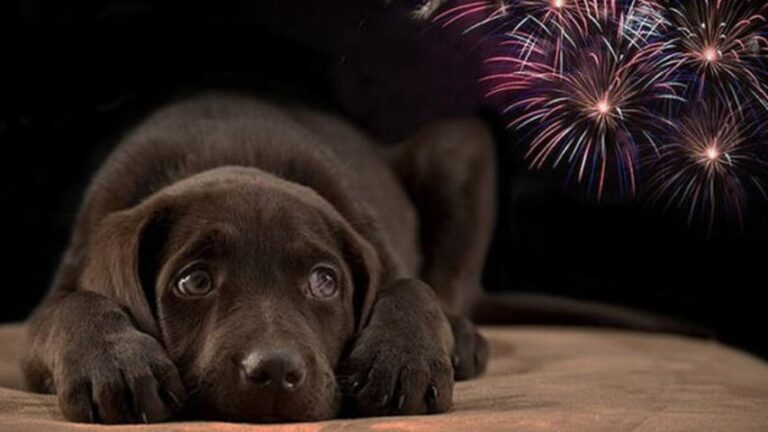 ¿Cómo cuidar a tu mascota de los fuegos artificiales?