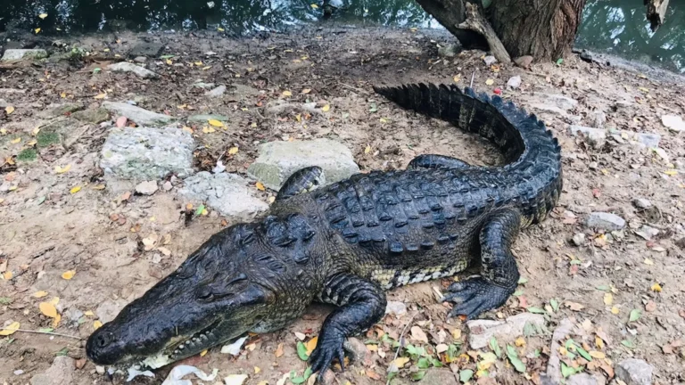 Autoridades alertan de la presencia de cocodrilos en playas del sur de México
