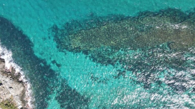 Proyecto Unomia: UCV y el IVIC buscan el beneficio comercial del coral invasor