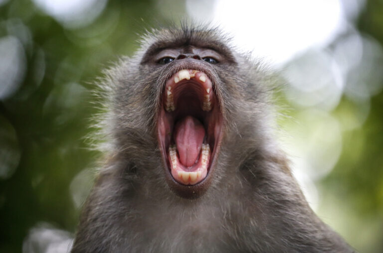 Estudio: Macacos sufren defectos dentales por acción humana