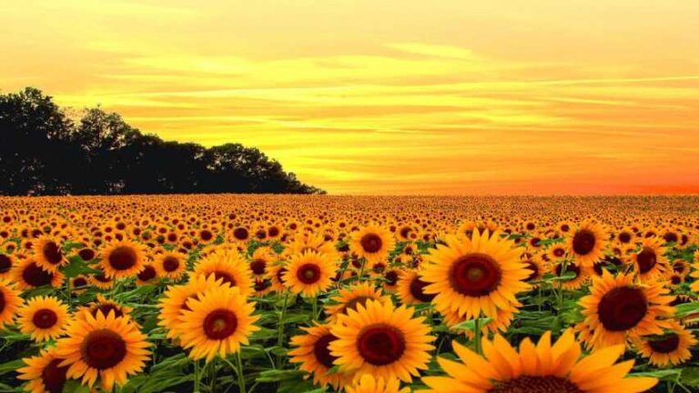 Campos de girasoles de Portuguesa son una opción para carnavales y el día de los enamorados