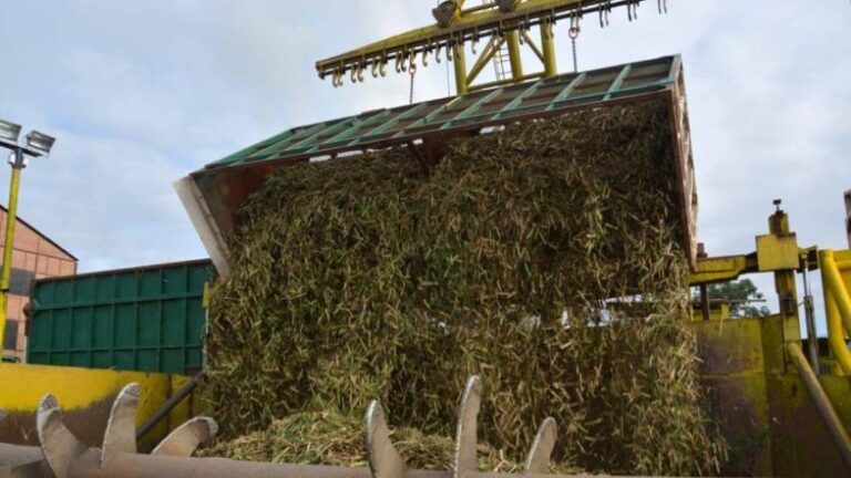 Cañicultores esperan abastecer 60% del mercado nacional de azúcar