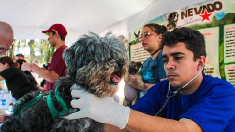 Misión Nevado: hay 33 centros veterinarios para la atención de mascotas