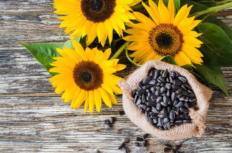Calculan en $450 la tonelada de semillas de girasol en Portuguesa