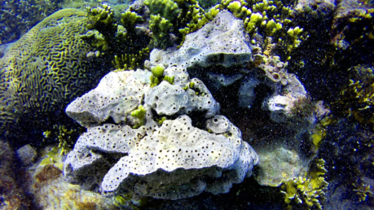 Reubicarán Santuario Waterland de Mundo Marino de Nueva Esparta