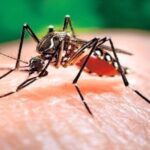 Perú reporta al menos 70 personas que han muerto por dengue en 2024