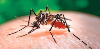 Perú reporta al menos 70 personas que han muerto por dengue en 2024