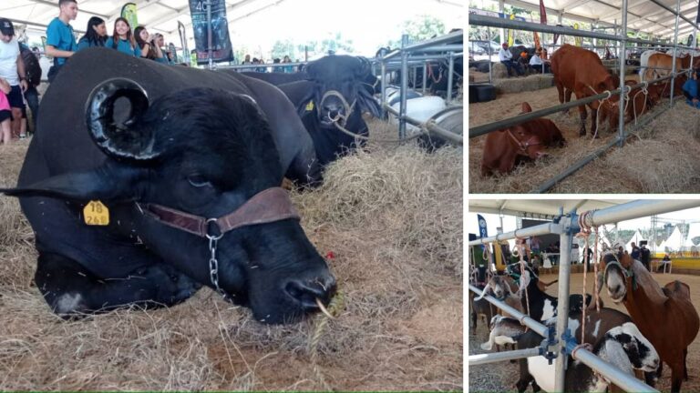 Consumo per cápita de la proteína animal se acerca a los 60 Kg
