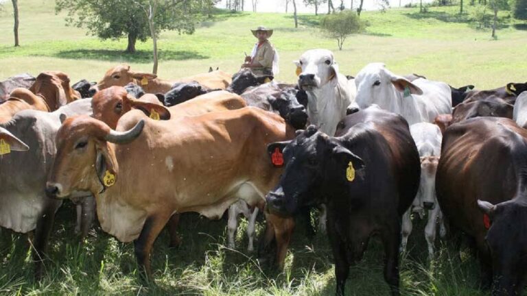 Ganaderos de Táchira se quejan del bajo precio de la carne a puerta de corral