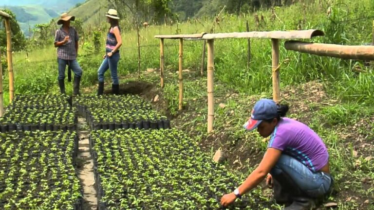 Agrónomos de Venezuela advierten que la escasez de agua afecta las siembras