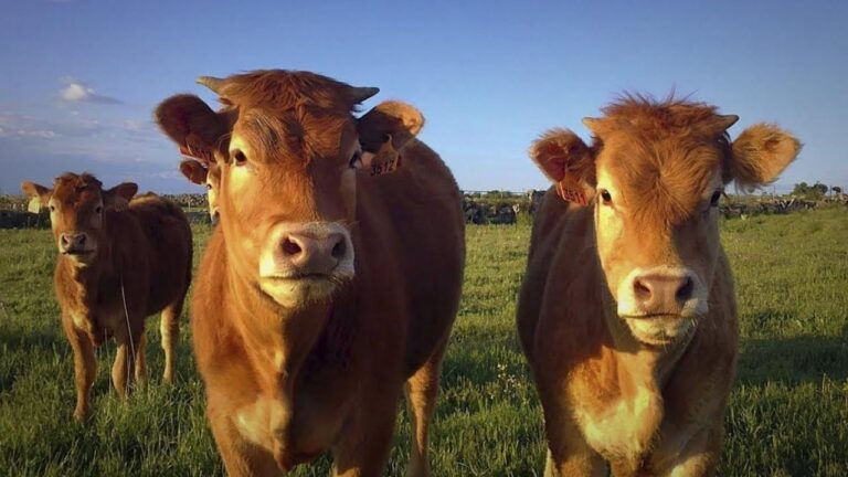 Insisten que el ganado nacional necesita de la vacunación contra la fiebre aftosa
