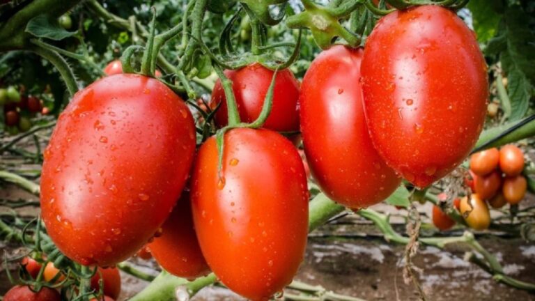 Isola Foods y el Dividendo Voluntario se unen en el programa Siembra Esperanzas