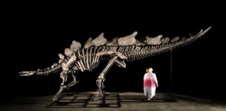 Subastarán en Nueva York un esqueleto de dinosaurio que vivió hace 150 millones de años