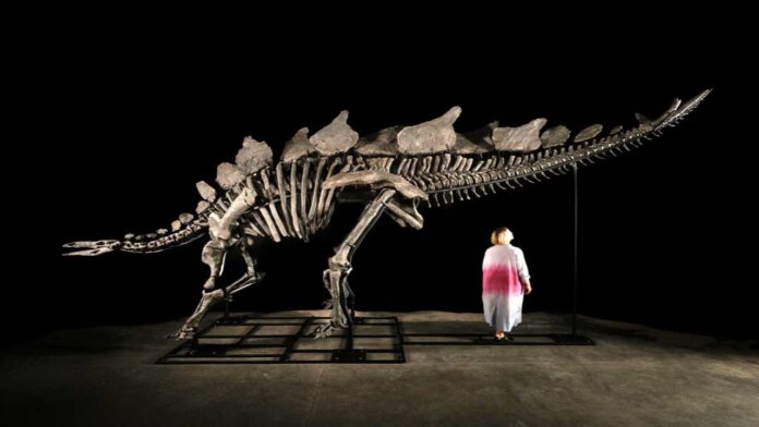 006356d4cd7aaa2252b0eed0afc44d17c30d065a (1) Subastarán en Nueva York un esqueleto de dinosaurio que vivió hace 150 millones de años