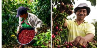 10 caficultores trujillanos aspiran ganar concurso internacional por segundo año consecutivo
