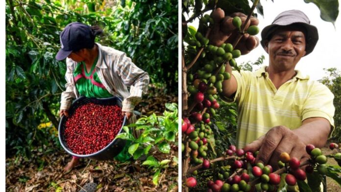 10 caficultores trujillanos aspiran ganar concurso internacional por segundo año consecutivo