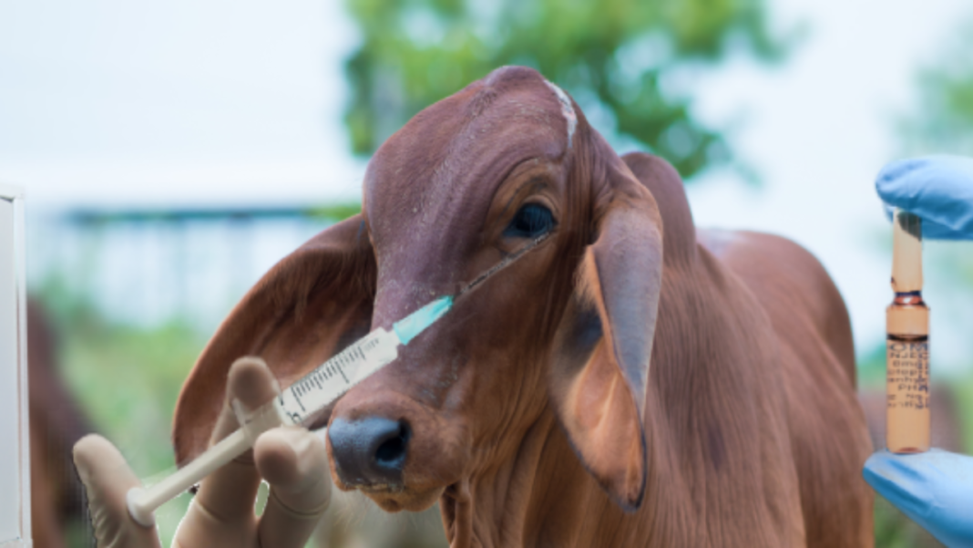 Colegio de Veterinarios de Portuguesa adelanta vacunaciones contra la rabia silvestre