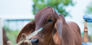 Colegio de Veterinarios de Portuguesa adelanta vacunaciones contra la rabia silvestre