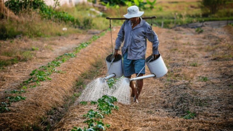 Agrónomos piden adoptar estrategias en campos ante las lluvias