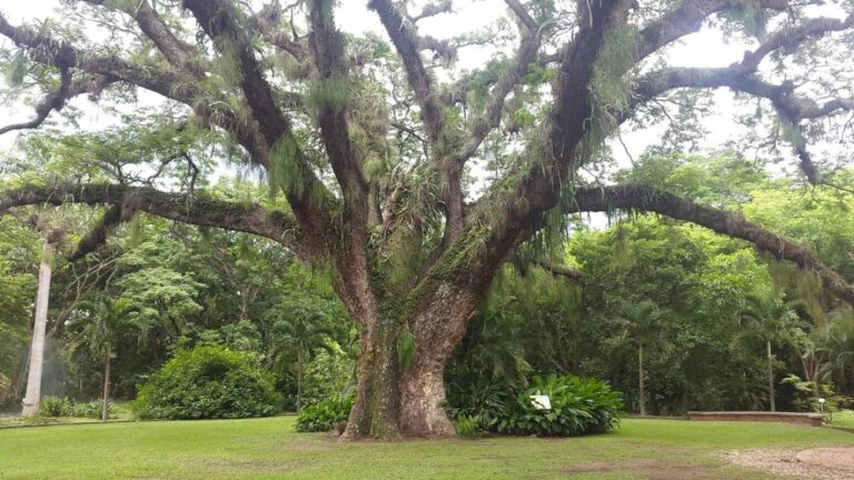 Especialistas piden la protección del Jardín Botánico de Naguanagua