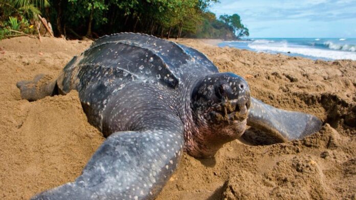 Tortuga Cardón desova 113 huevos en La Guaira