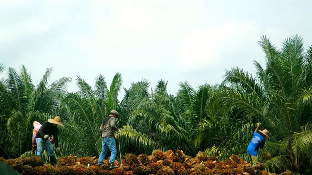 Denuncian la desaparición de 14 agrícolas en Caribe hondureño