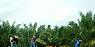 Denuncian la desaparición de 14 agrícolas en Caribe hondureño